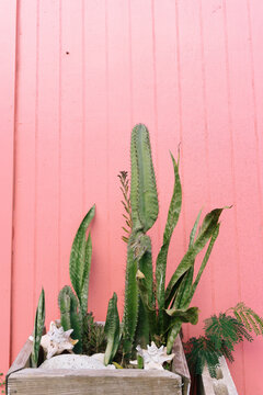 Cacti against pink wall
