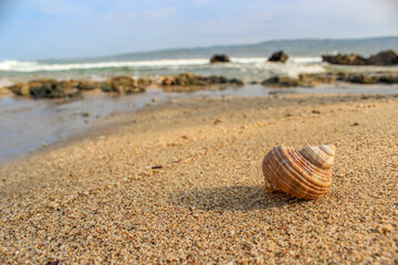 Fototapeta na wymiar a snail shell washed ashore on the beach. 