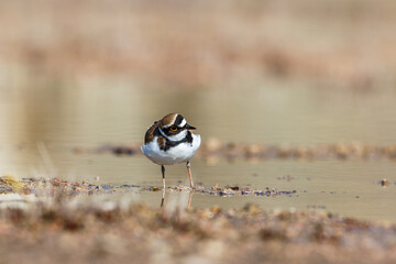 Little ringed plover looking up