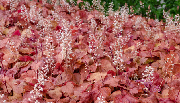 Heuchera 'Autumn Leaves' in summer. Flowering Heuchera.