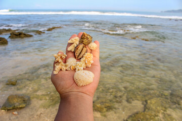 a bunch of shells, shells and sea stones placed on the palms facing the ocean view.
