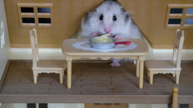 funny cute voracious hamster sits in a doll's toy house and eats spaghetti, stuffs his cheeks with food
