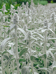Meadow of stachys Byzantina in summer. Botanical garden in Poland.