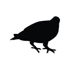 Pigeon silhouette vector
