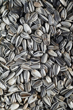 Pile of sunflower seeds