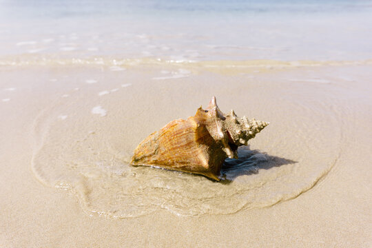 Pink conch shell sits in bright sunlight on the sand