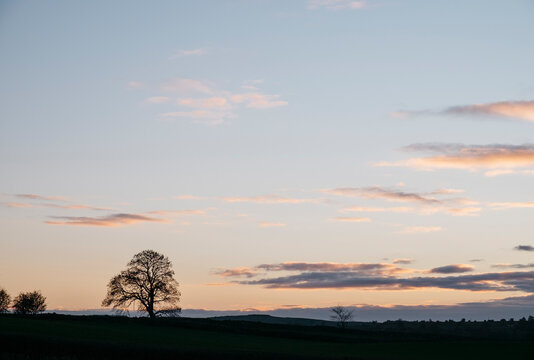 Tree on a hilltop above Matlock silhouetted at twilight. Derbyshire, UK.