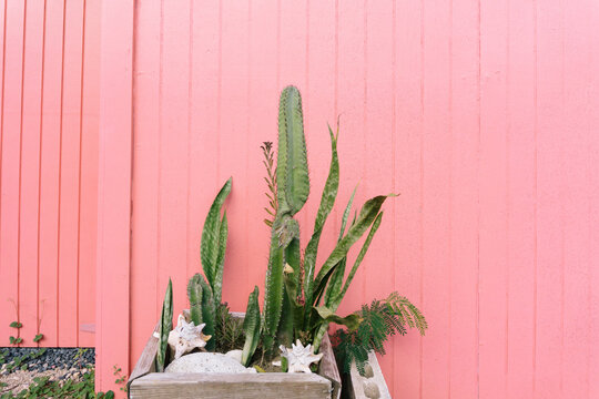 Cacti against pink wall