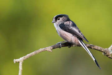 Obraz premium Close up of a long tailed tit on a perch