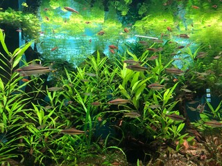 Fototapeta premium tropical fish in aquarium