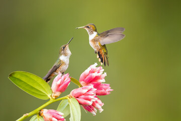 The scintillant hummingbird (Selasphorus scintilla) is the smallest hummingbird within its range. It is a regional endemic, a species found only in Costa Rica and Panama. 