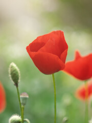 Poppy flower