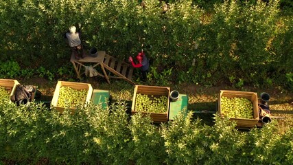 Harvesting, apple orchards.