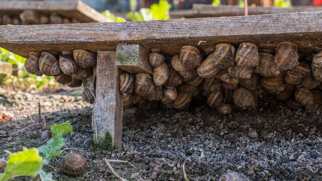 Snail farm - animals hide from the sun under flooring from boards. Growing raw materials for a refined delicacy