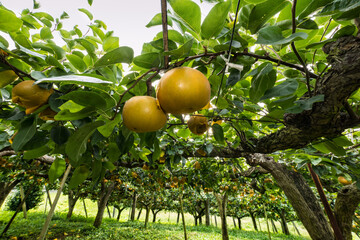 収穫期の梨園の有袋栽培の梨