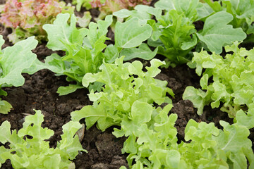 Organic salad vegetables are non-toxic on an outdoor farm. Healthy eating ideas