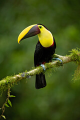 The yellow-throated toucan (Ramphastos ambiguus) is a large toucan in the family Ramphastidae found in Central and northern South America. 