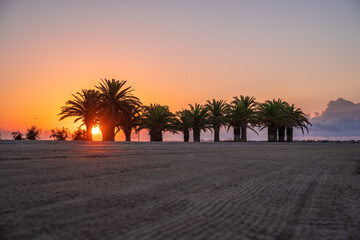 Palmeras en la playa al amanecer