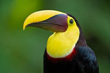 The yellow-throated toucan (Ramphastos ambiguus) is a large toucan in the family Ramphastidae found in Central and northern South America. 