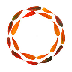 round frame of bright autumn leaves isolated on white background, mock up with copy space top view flat lay