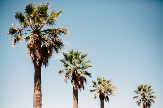 Row of Palm Trees
