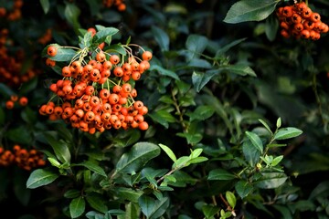 Die reifen, orange roten  Beeren einer Feuerdornhecke - Für Vögel eine gute Nahrungsquelle im Winter