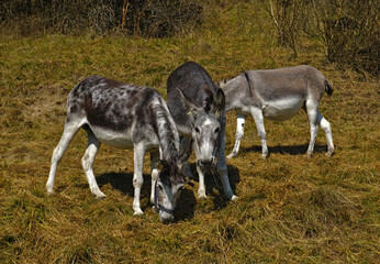 Naklejka na ściany i meble Esel auf der Weide, donkeys in the pasture