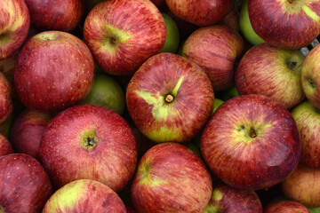 Äpfel, Sorte Gewürzluiken