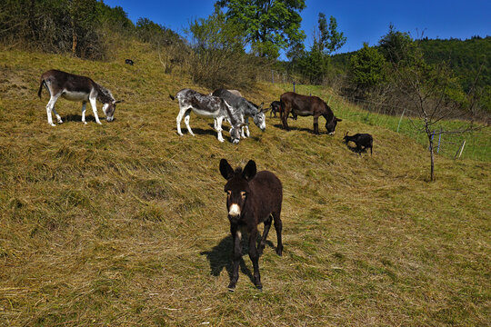 Esel auf der Weide, donkeys in the pasture