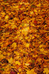 Yellow and orange maple leaves on the ground looks like a carpet. Natural autumn background.