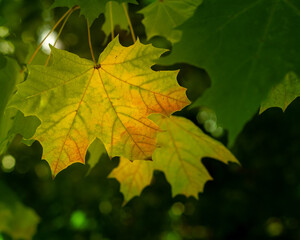 Yellow and green maple leaves on a branch. Natural autumn background