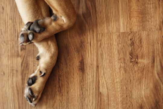 Dog Legs on Parquet
