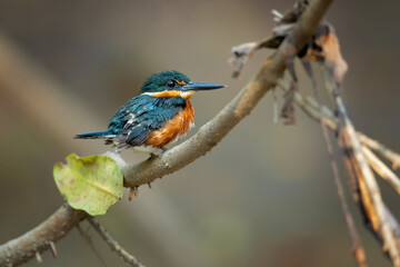 Fototapeta premium American pygmy kingfisher (Chloroceryle aenea) is a resident breeding kingfisher which occurs in the American tropics from southern Mexico south through Central America to western Ecuador