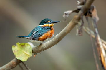 American pygmy kingfisher (Chloroceryle aenea) is a resident breeding kingfisher which occurs in the American tropics from southern Mexico south through Central America to western Ecuador