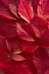 Red autumn leaves pattern. Perfect fall background