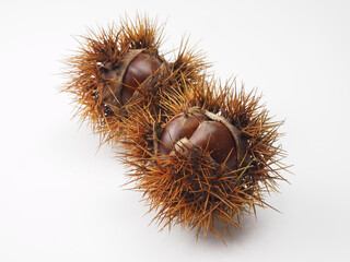 殻付きの栗を白バックで