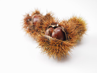 殻付きの栗を白バックで