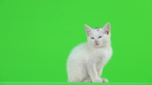 The white kitten looks left then right on the green screen.
