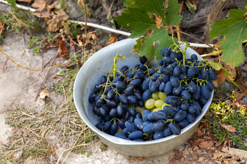 A bunch of ripe grapes ready for harvest at a vineyard