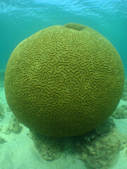 Naklejka na ściany i meble different forms of corals, brain coral in the caribbean sea