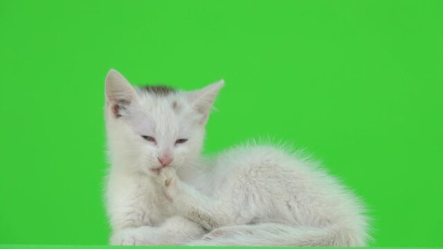 White kitten is washed on a green screen.