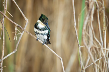 The green kingfisher (Chloroceryle americana) is a resident breeding bird which occurs from southern Texas in the United States south through Central and South America to central Argentina. 