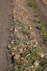 Zwiebeln auf einem Feld zur Erntezeit