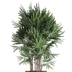 Rhapis palms in a pot on a white background