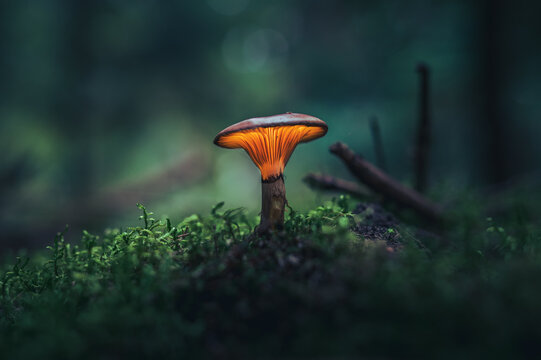 Glowing mushroom in dark forest in vibrant colors covered in moss. Magical scenery of light coming out of mushroom cap.