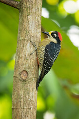 The black-cheeked woodpecker (Melanerpes pucherani) is a resident breeding bird from southeastern Mexico south to western Ecuador. 