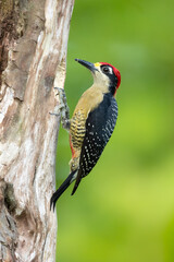 The black-cheeked woodpecker (Melanerpes pucherani) is a resident breeding bird from southeastern Mexico south to western Ecuador. 