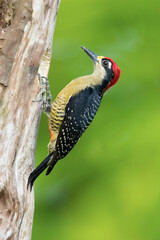 The black-cheeked woodpecker (Melanerpes pucherani) is a resident breeding bird from southeastern Mexico south to western Ecuador. 