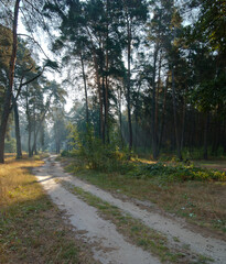 Obraz premium Beautiful rays of sunlight in a green pine and oak forest