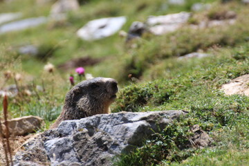 Murmeltier in den Pyrenäen